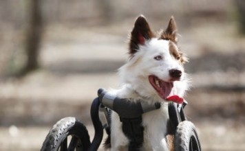 Инвалидная коляска для собак